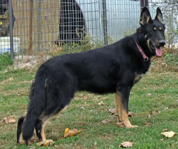 Royalair's Juno of Jewel