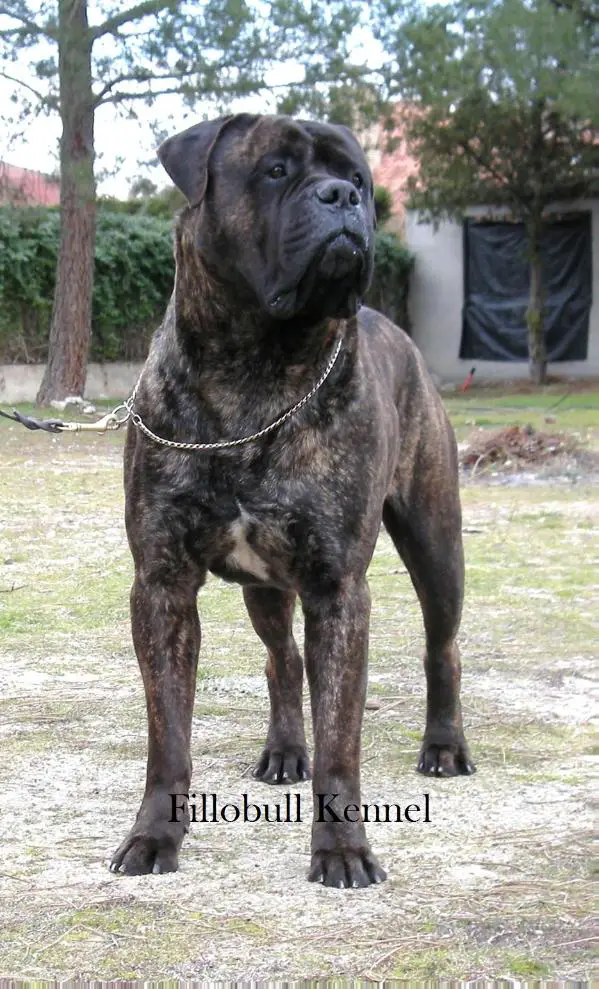 Evenstar Ambassador at Fillobull