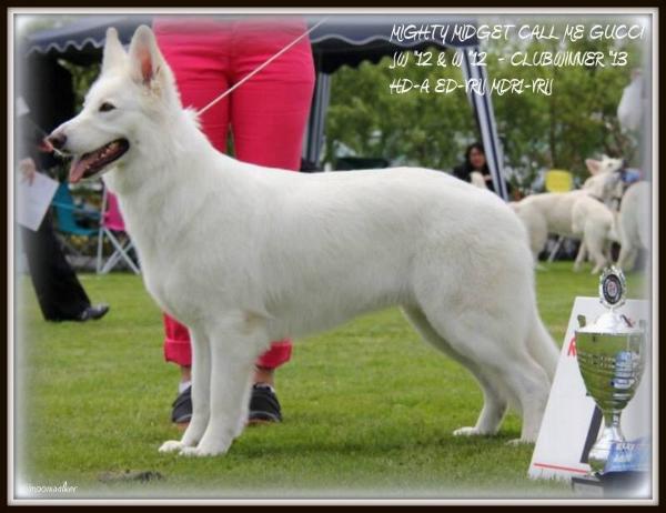 NED.CH CW13 JW12 W12 Mighty Midget Call Me Gucci