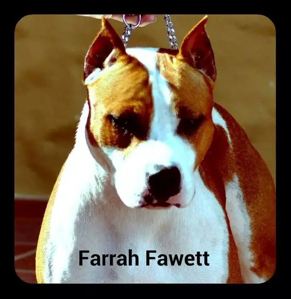 GR CHAMPION Diablos Farrah Fawcett