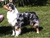 Sadawga Reve De La Susitna