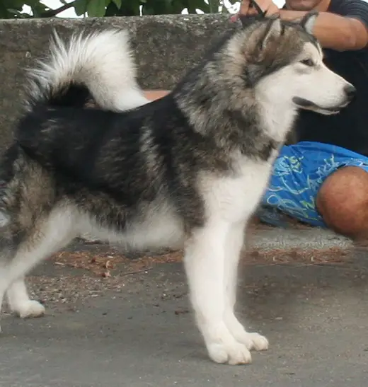 EL CELLER DE CAN ROCA