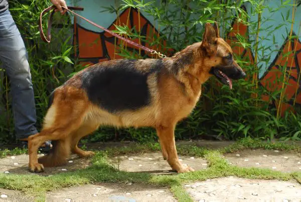 Anchu vom ROBIN HILL