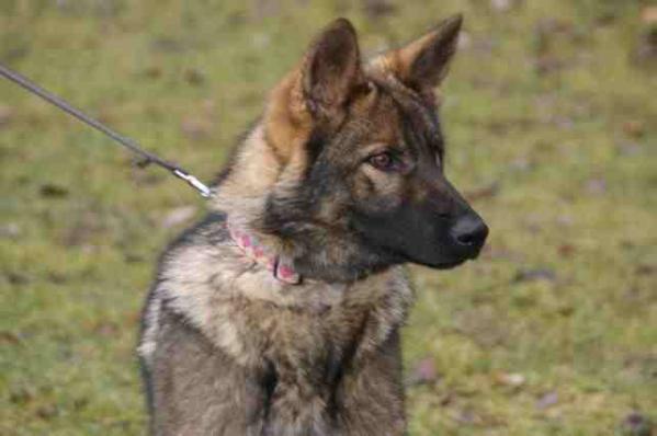 SG Tess vom Raubschlößchen