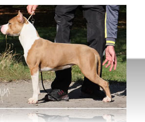 Tatar's Staff Long Step Pia