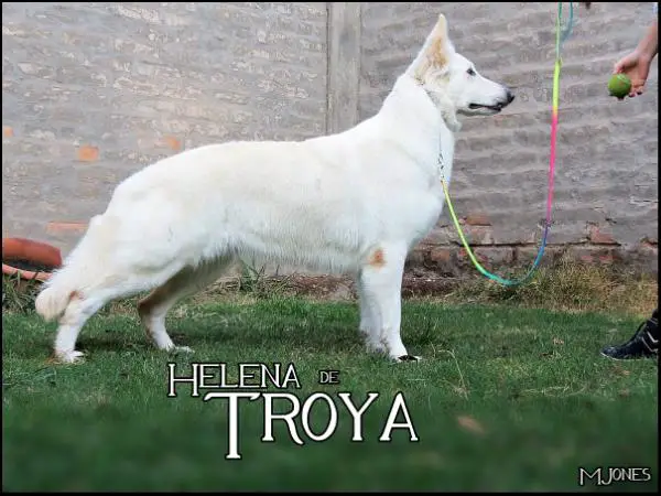 Helena de Troya Blancos de Amparo (Mountain Wolves)