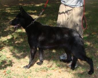 Shoka Der Wachhund