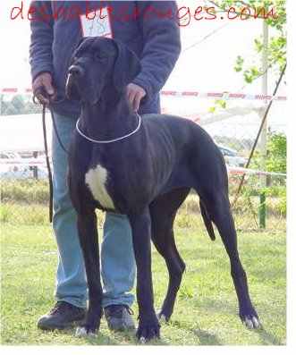 CH Phidjie Des Habits Rouges