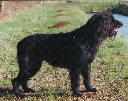 Shiba gaby v d brabohoeve