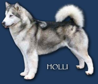 CH Kasaan's Timeless Elegance