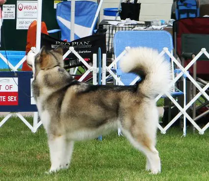 GCHB CH Kasaan's Royal Fortune