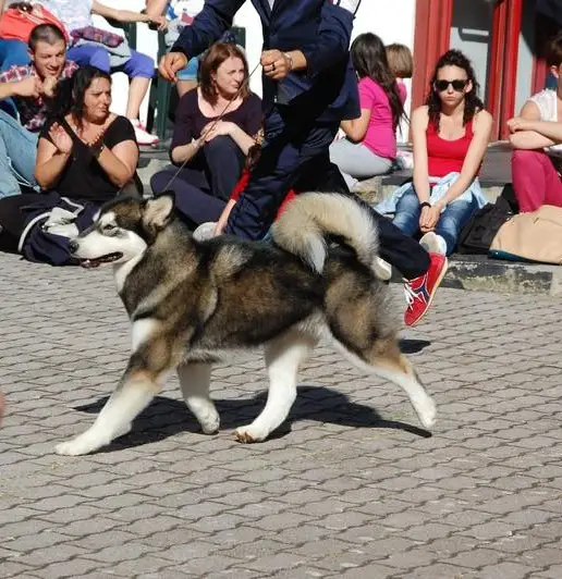 Dancing Queen at Magician