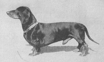 Prinz vom Luitpoldspark