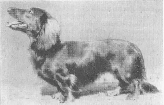 Hansel vom Jadebusen