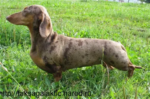 Golden Dakshaund Galateia