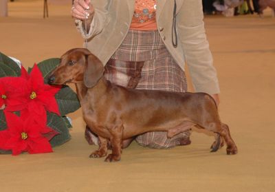 EUCH,44XBOB,30XBOG Bauchal's Kamikaze