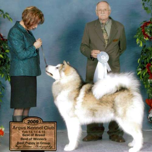 CAN CH Tundra's Keikewabic Kiaranuk