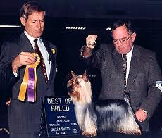 Tawny Mist Copyright