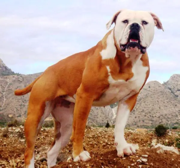 C.K Cata of Energy Bulls