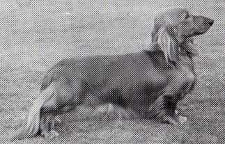 ENG CH Champ of Wildcroft