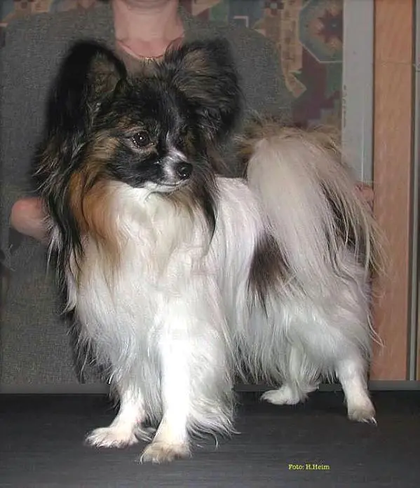 Chakmani's Mr Gorgeous