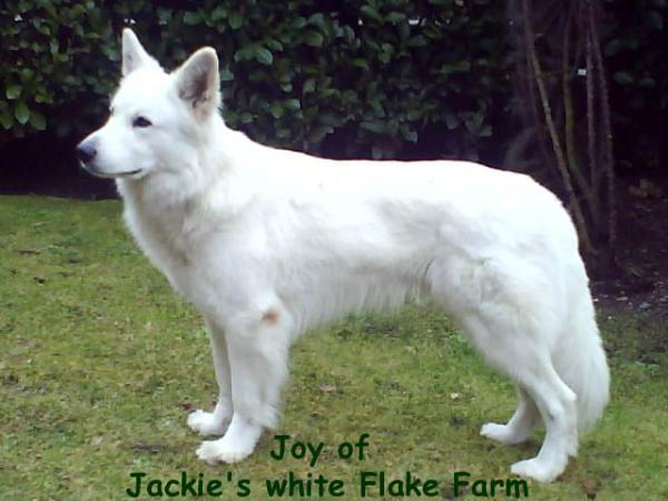 Joy of Jackie's white Flake Farm