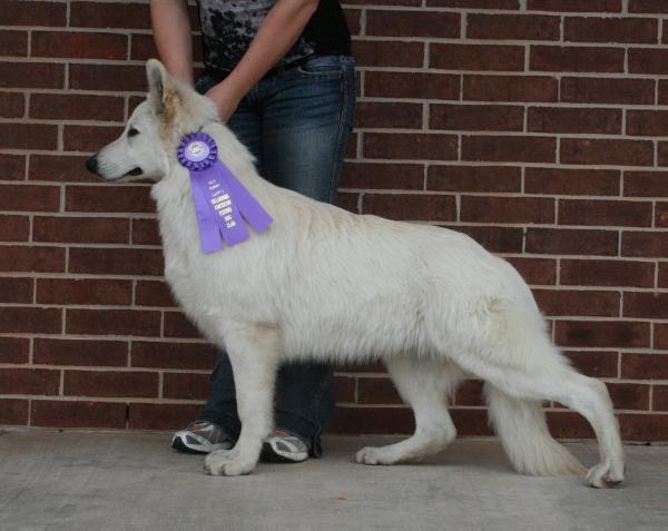 UKC CH PTD Di-Da's Rocky Of Kerstone