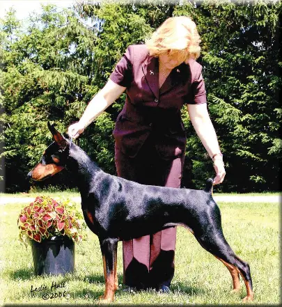 CH Sharjets starr attraction