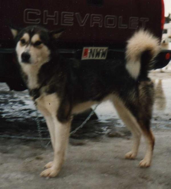 Taiga (1985) NKK 07625/86