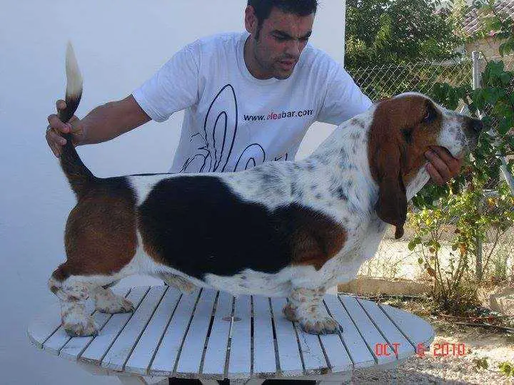 ELMO OLEA BULLS