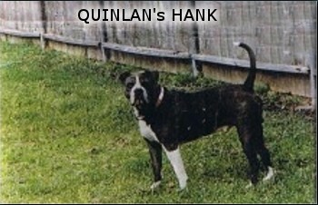 Quinlan's Hank