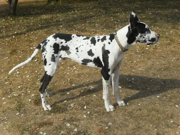 Tada'S ozzy prince of darkness