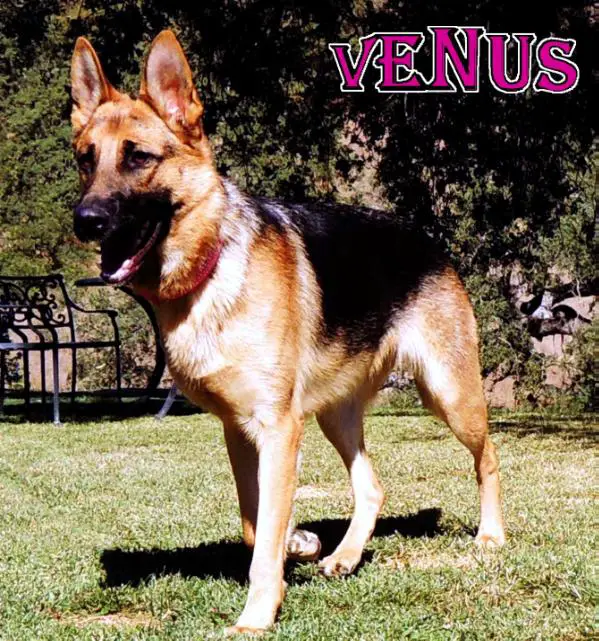 Huff's Venus