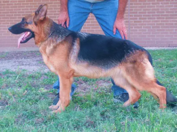 SG Gigi vom Haus Iskander