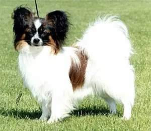 Pepejas Master of Magik