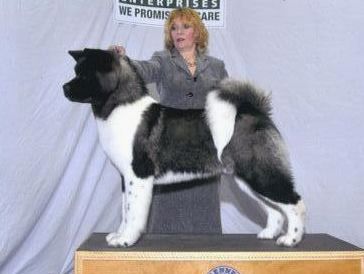 AKC CH Regalia's Fur De Lance