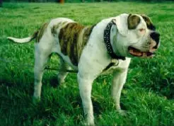 MGK's Action Jackson (American Bulldog)