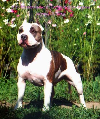 Melpomena s Ussuriiskogo Berega