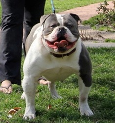 Bullforce Silverback