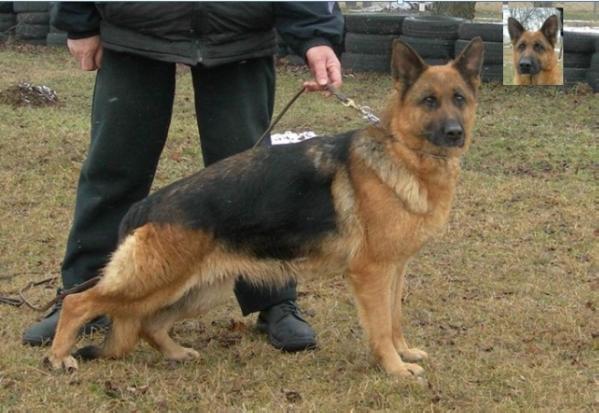 KITűNő Shakyra vom haus Szántó