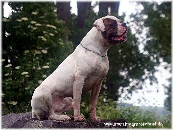 Amazing Grace & Avalons Holmes