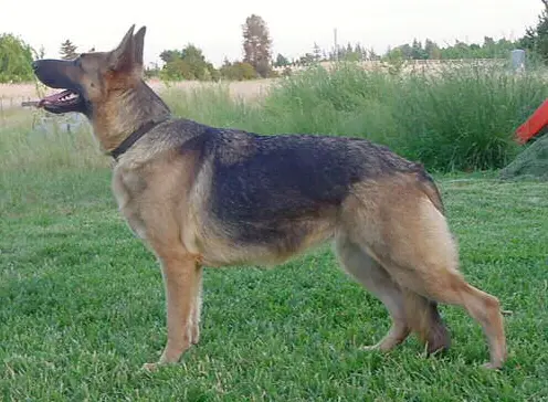 Meine Schoen Blaue Rose