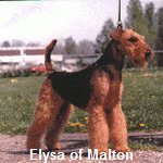 Elysa Of Malton