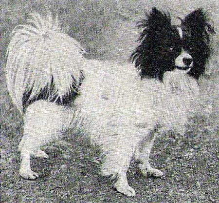 GB CH Crystal of Ardna