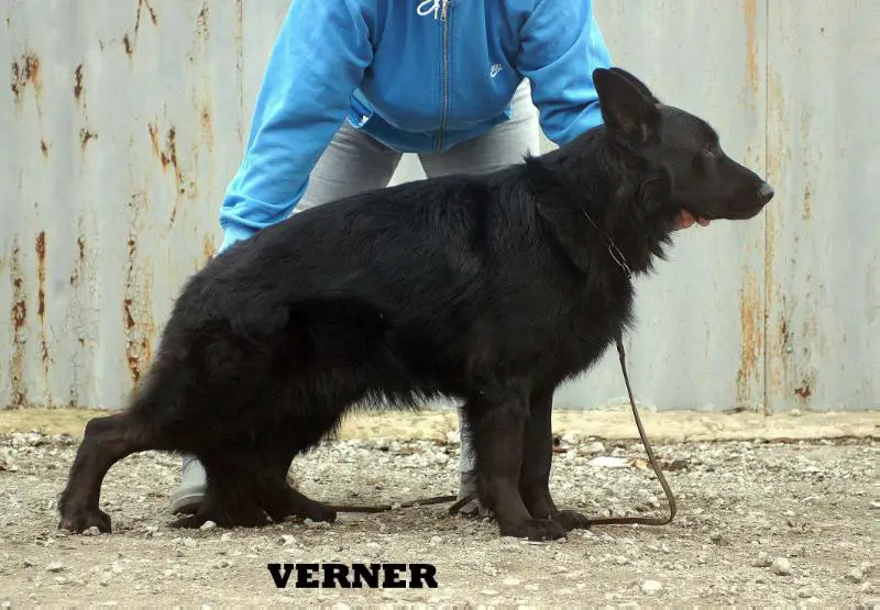 Verner (2012)