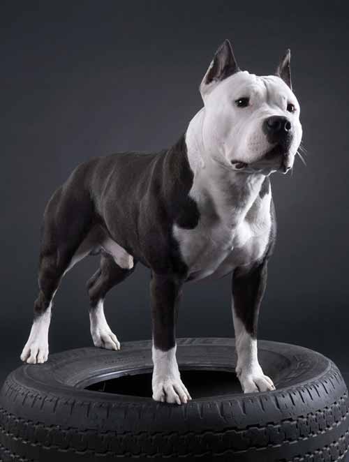 CH J RUS, RUS,RKF Staff fighter yaroslav mudry