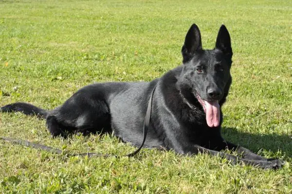 V Golttvizen hof Joshi