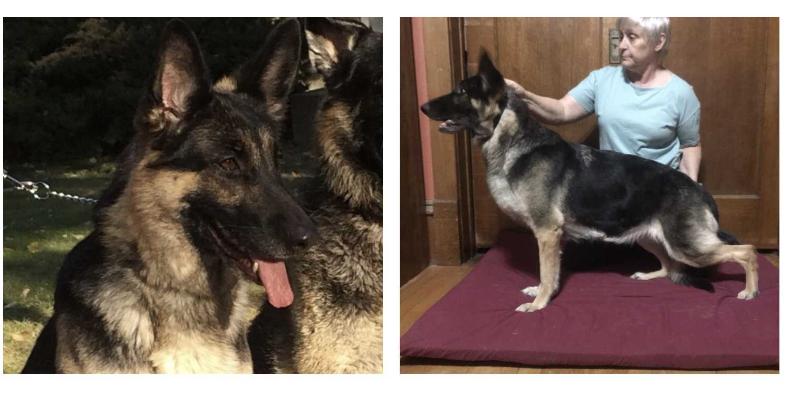 Sater-Nordlicht’s Miss Demeanor v Mi-Peg