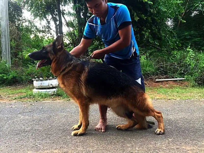 Iko Vom Louis Kennel