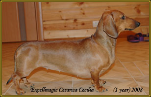 RUS BEL CH Excellmagic Casarica Cecilia